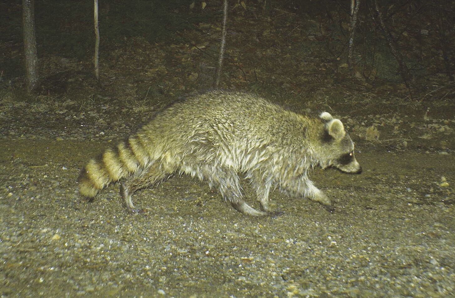 Raccoons are a resilient and highly adaptable animal